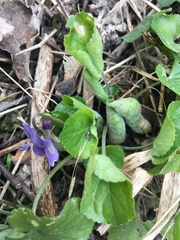 Dasineura violahirtae