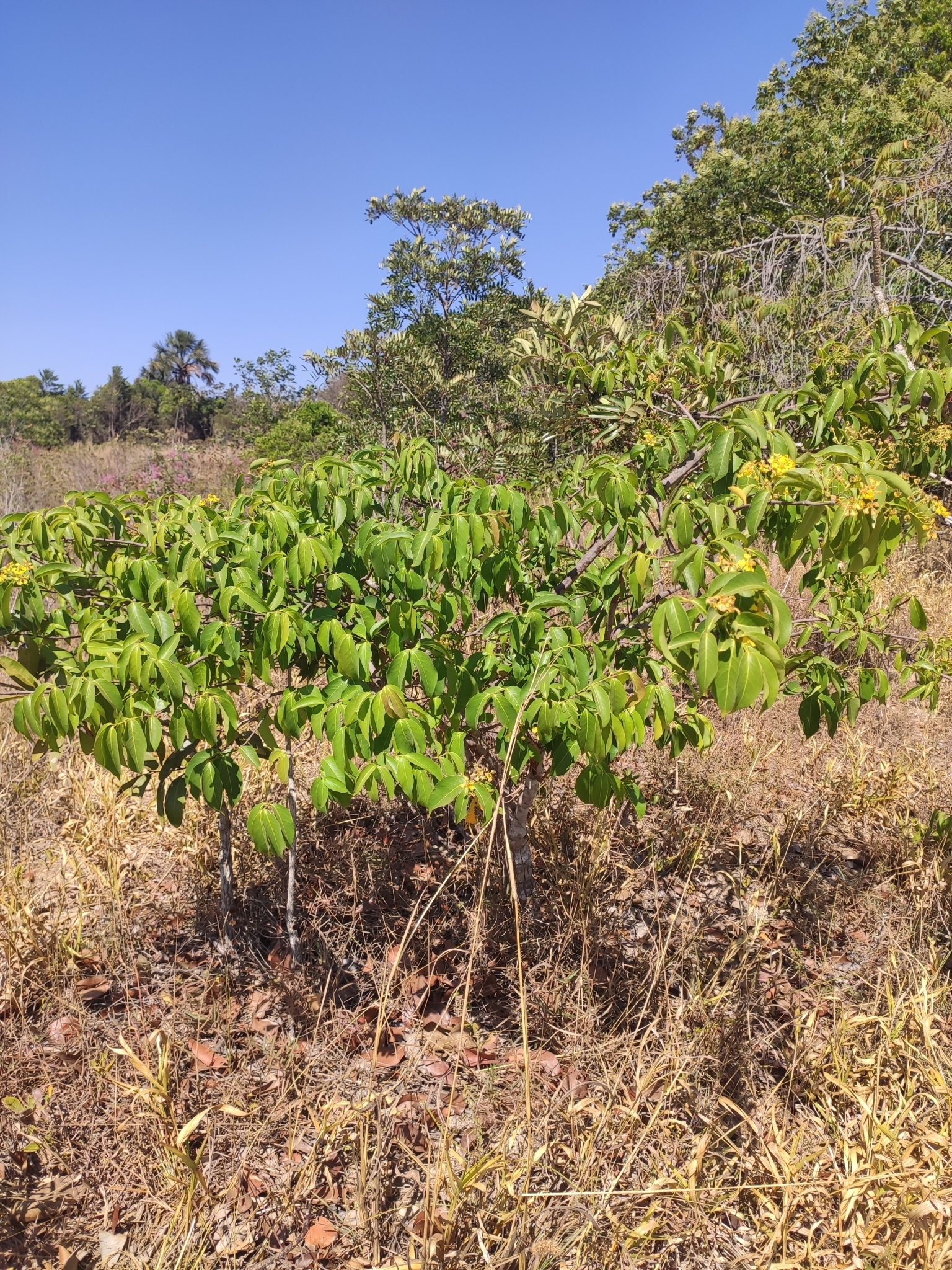 Imagem de Pau-pereira