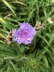 Stokesia