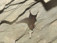 Peropteryx macrotis