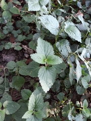Lamium album