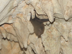 Peropteryx macrotis