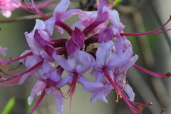 Rhododendron canescens