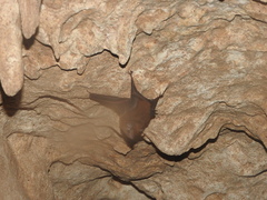 Peropteryx macrotis