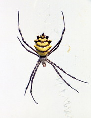 Argiope australis