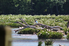 Hymenocallis coronaria
