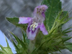 Dasineura tetrahit