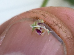 Dasineura tetrahit