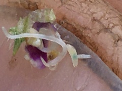 Dasineura tetrahit