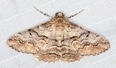 Gastrinodes bitaeniaria