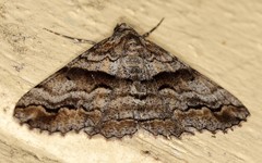 Gastrinodes bitaeniaria