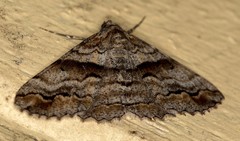 Gastrinodes bitaeniaria