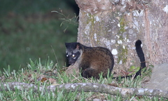 Paradoxurus philippinensis
