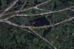 Arctictis binturong