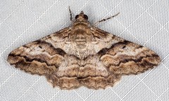 Gastrinodes bitaeniaria