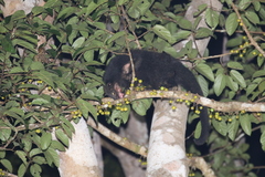 Arctictis binturong