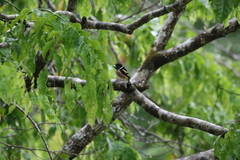 Eurylaimus ochromalus