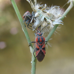 Spilostethus furcula