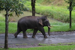 Elephas maximus borneensis