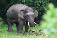 Elephas maximus borneensis