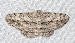 Psilalcis isombra