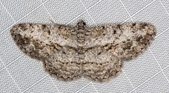 Psilalcis isombra