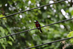 Cymbirhynchus macrorhynchos