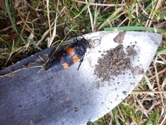 Nicrophorus defodiens
