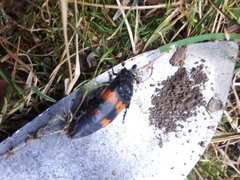 Nicrophorus defodiens