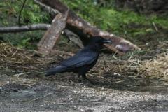 Corvus corone