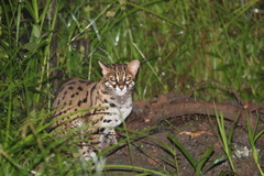 Prionailurus javanensis sumatranus
