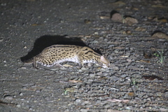 Prionailurus javanensis sumatranus