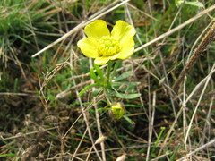 Ranunculus polyrhizos