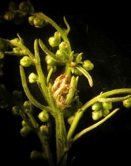 Rhopalomyia florum