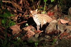 Prionailurus javanensis sumatranus