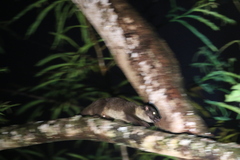 Arctogalidia trivirgata