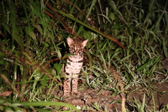 Prionailurus javanensis sumatranus