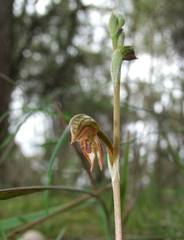 Pterostylis squamata