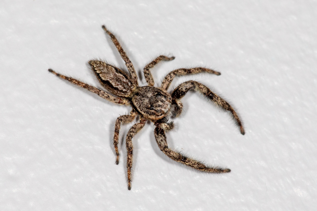 Tan Jumping Spider from Old Craigville Rd, Barnstable, MA, US on ...