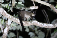 Arctogalidia trivirgata