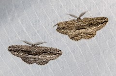 Scioglyptis canescaria