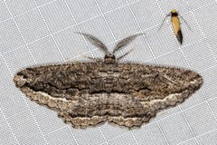 Scioglyptis canescaria