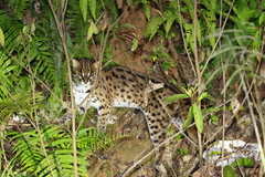 Prionailurus javanensis sumatranus