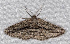 Scioglyptis canescaria