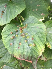 Didymomyia tiliacea