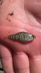 Cyprinodon variegatus variegatus