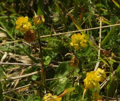 Trifolium aureum