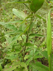 Desmodium canescens
