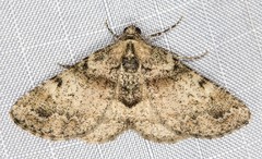 Syneora adelphodes