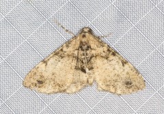 Syneora adelphodes